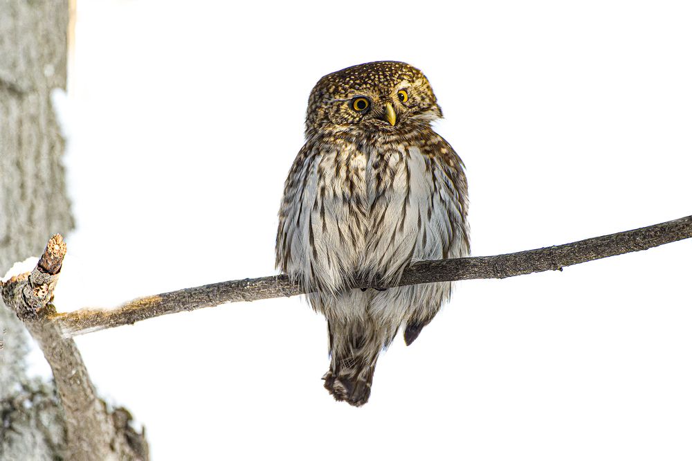 Photograph by Светлана Барабанщикова