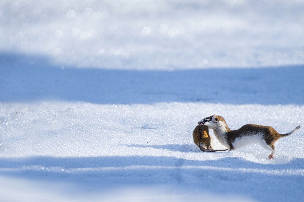 Photograph by Светлана Барабанщикова