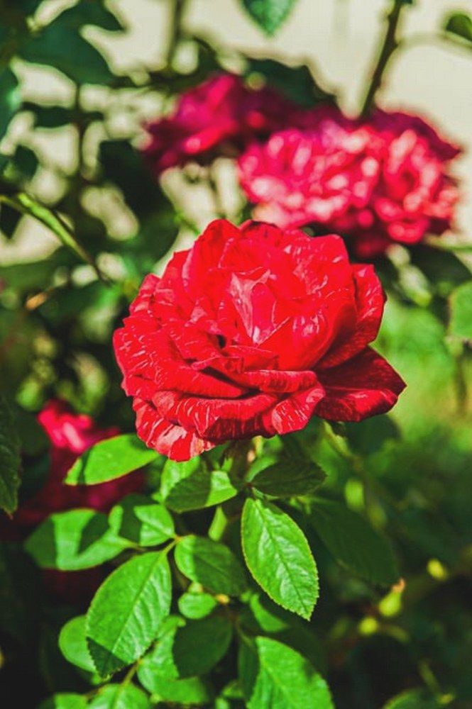 Фотография автора Виталий Дузь