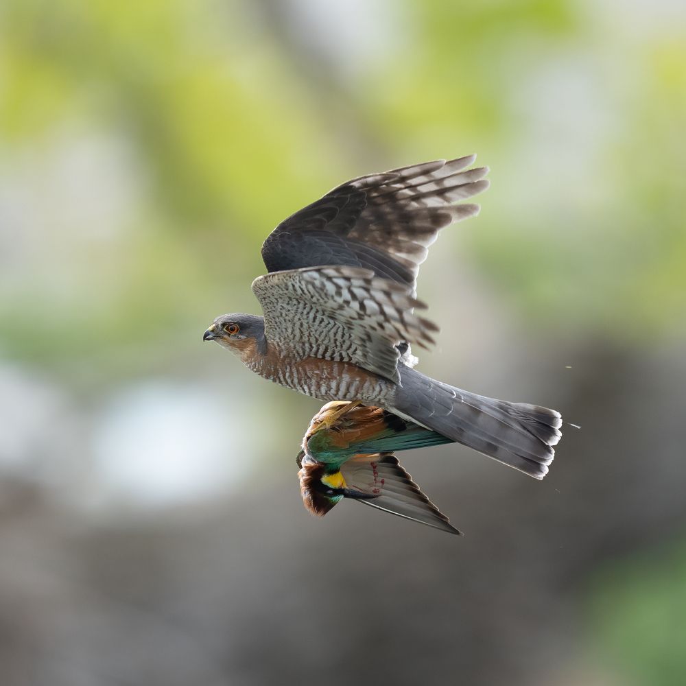 Photograph by Andrea Chiodi