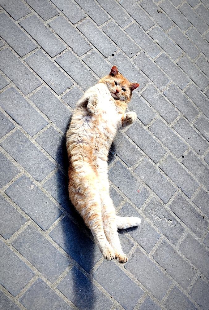 Photo #11013601