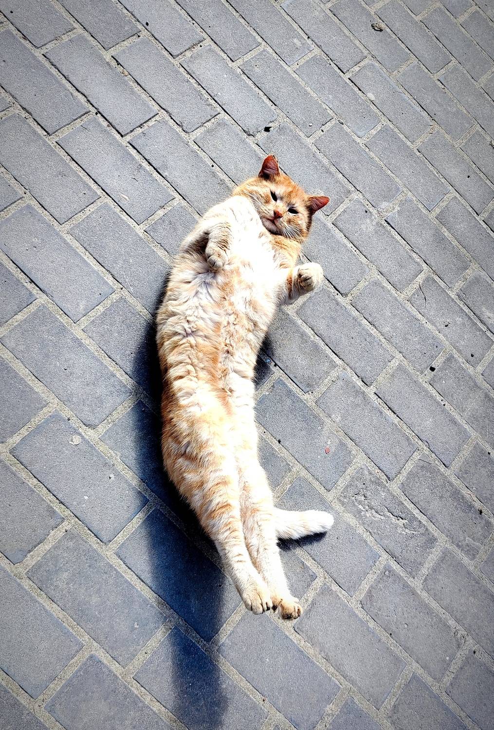 Photo #11013601