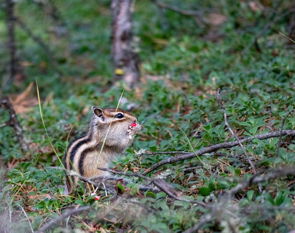 Пушистая ягодка
