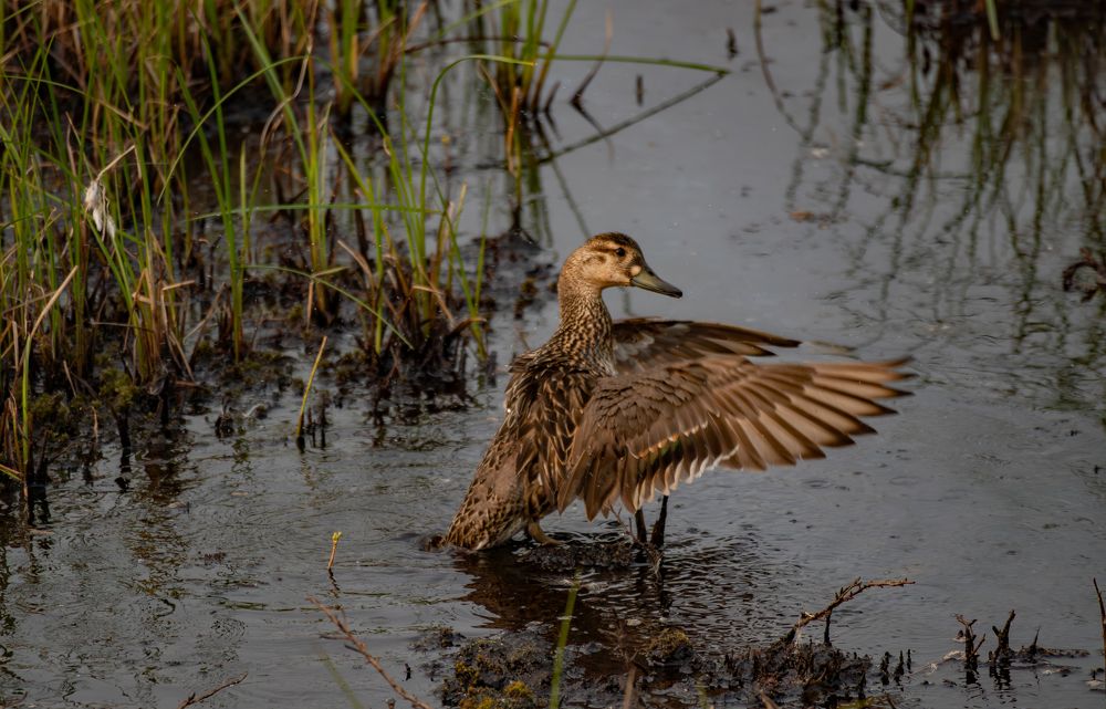 Photograph by Андрей Шепелев
