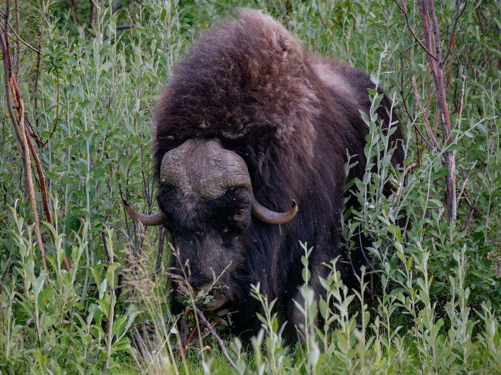 Мускусный бык