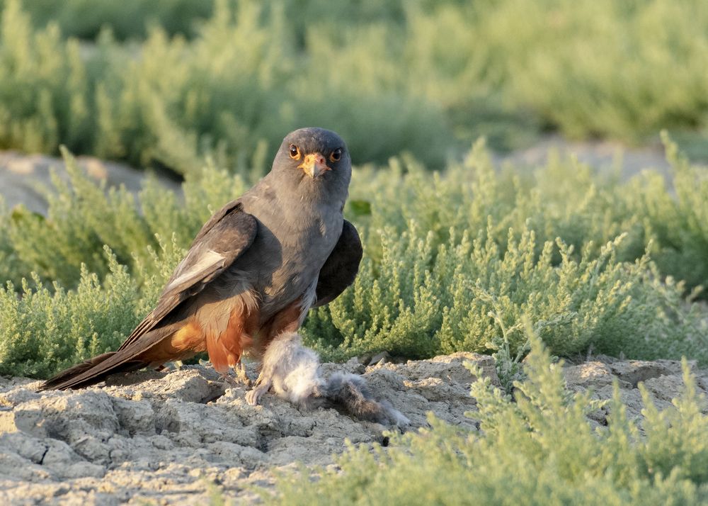 Фотография автора Neslihan Taylan Tülbentci