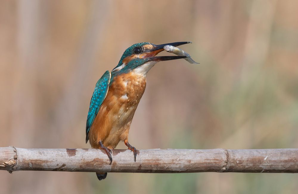 Фотография автора Neslihan Taylan Tülbentci