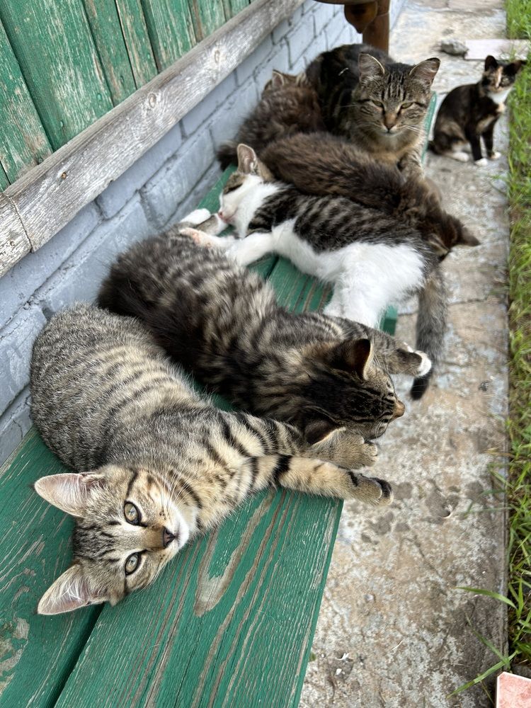 Семеро по лавкам))