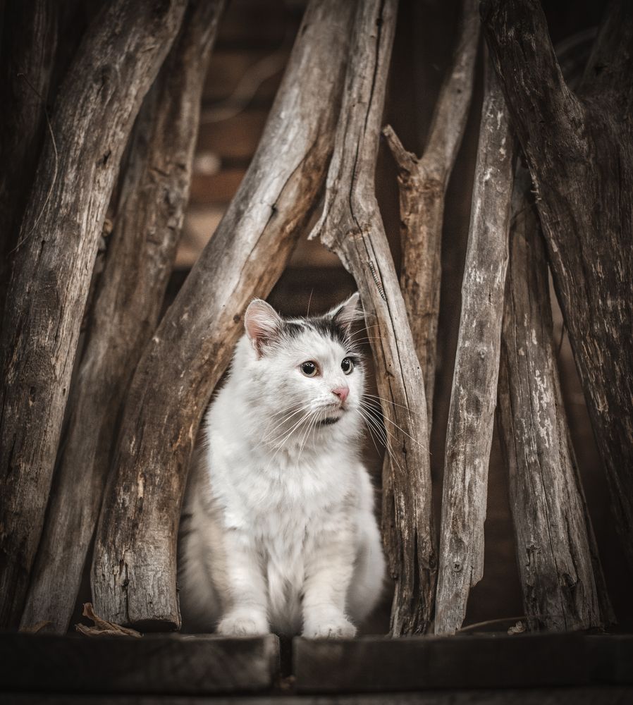 Фотография автора Галина Еровенко