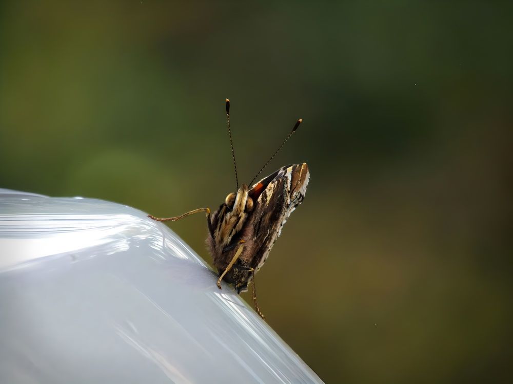 Photograph by Раиса Николаева