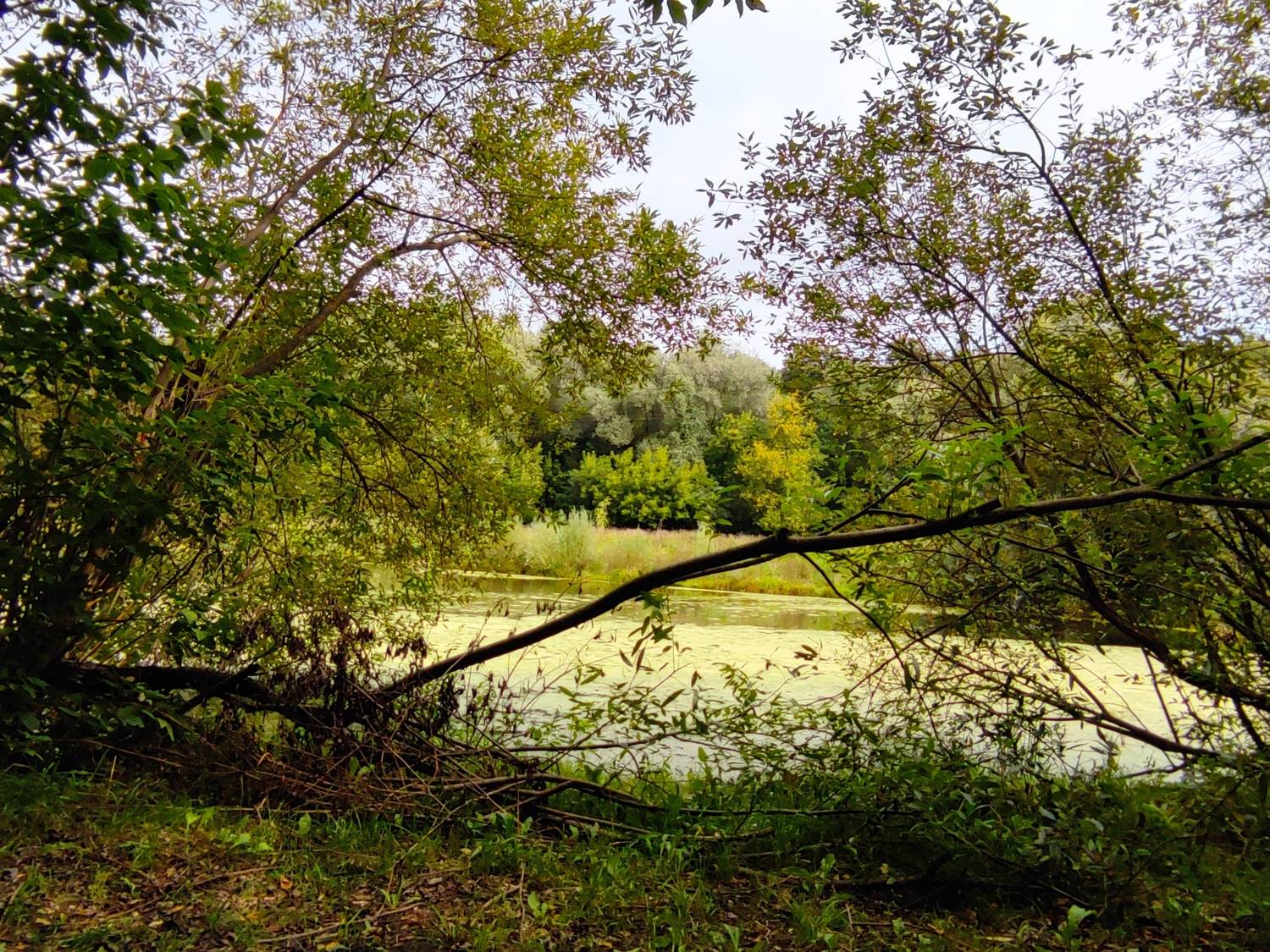 Photo #11014583