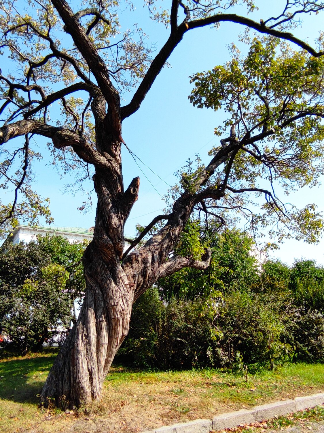 Photo #11014644