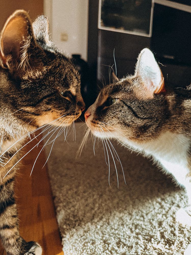 Фотография автора Yana Solomennikova