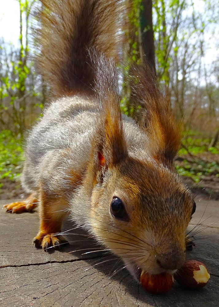Белка по лесу пошла...