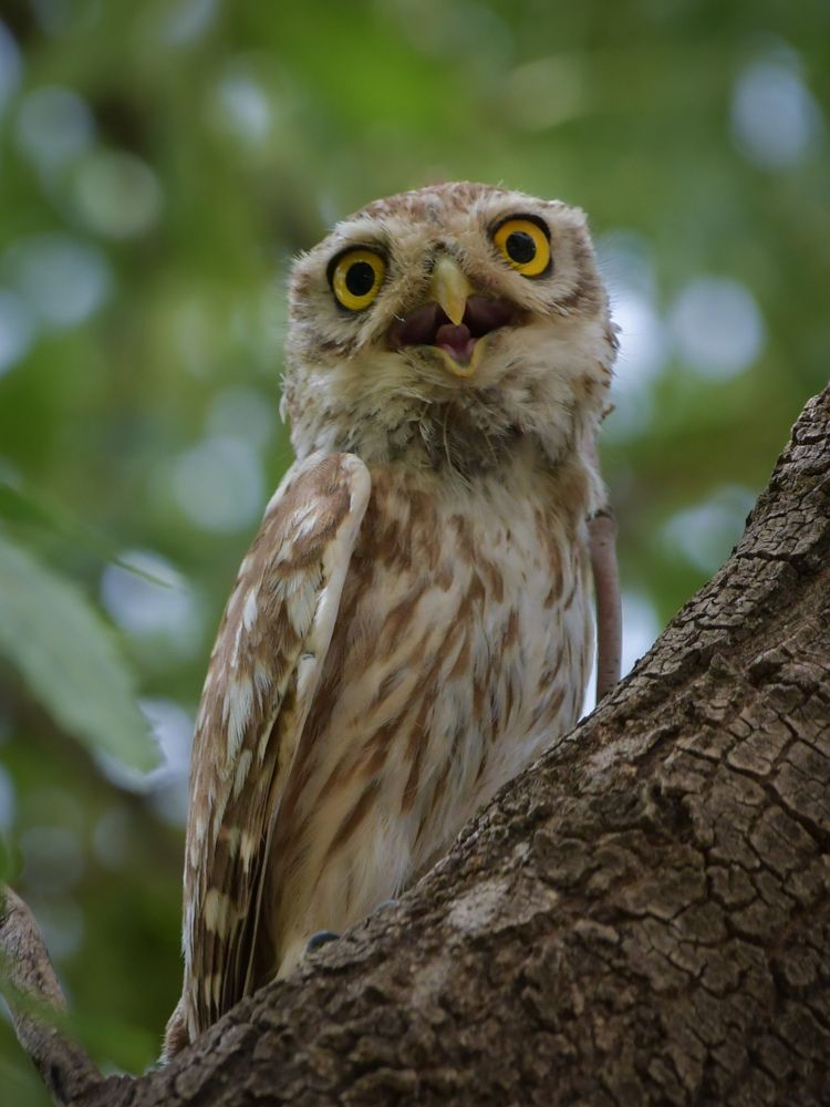 Photograph by bilal bilal