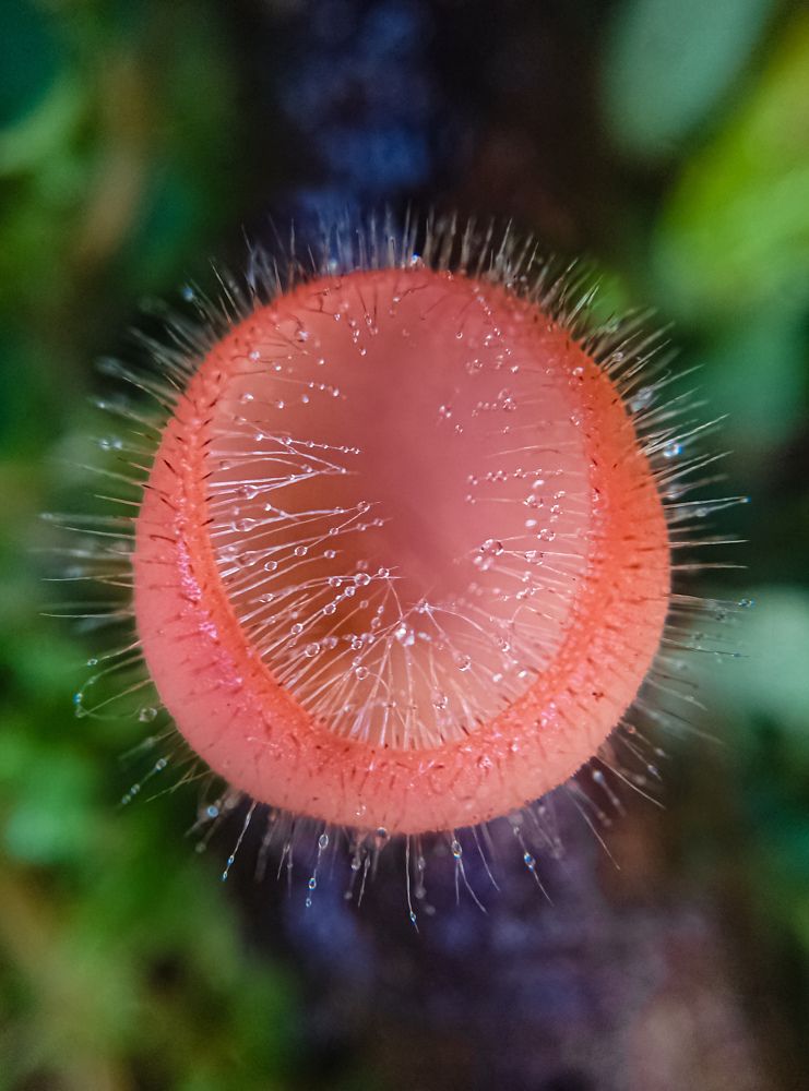 Photograph by M.Maleesha Sathsara Perera