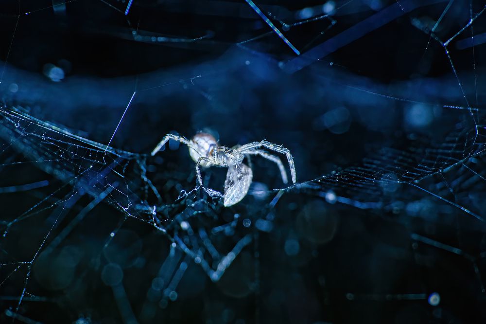 Photograph by Ashoke Shil