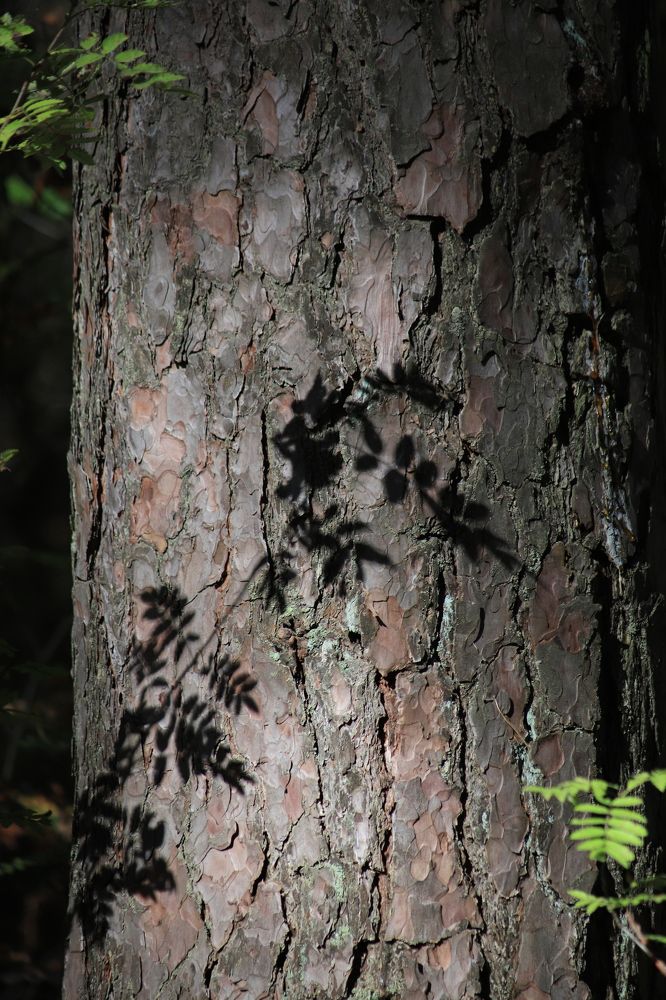 Photograph by Сергей Кочетов