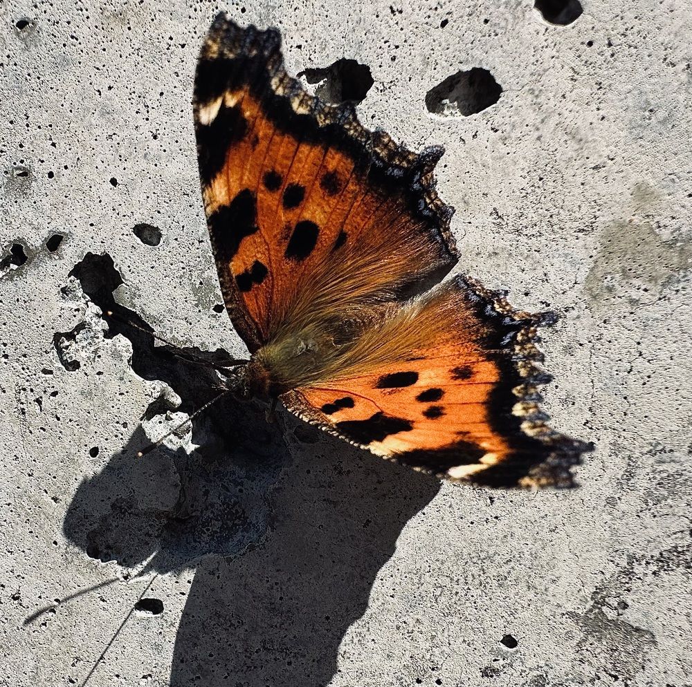 Photograph by Ксения Гулькова