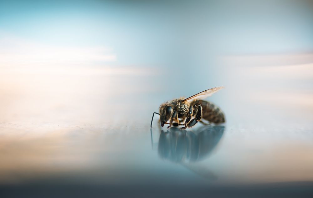 Photograph by Max Justh