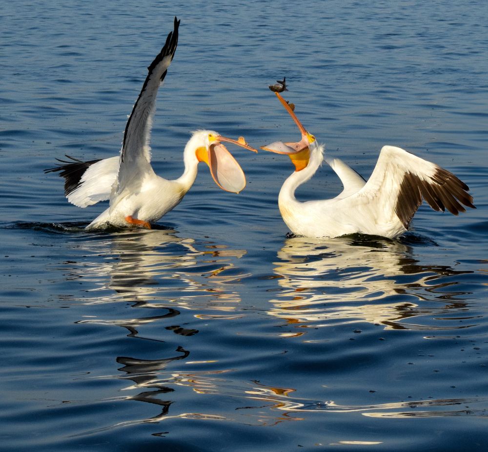 Фотография автора fabio chiari