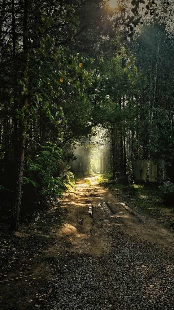 Дорога Рыжего котейки