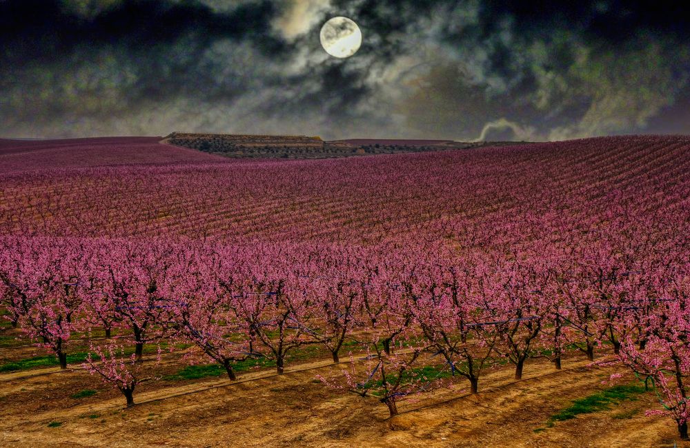 Aitona - presseguers en flor (nit) - Segrià