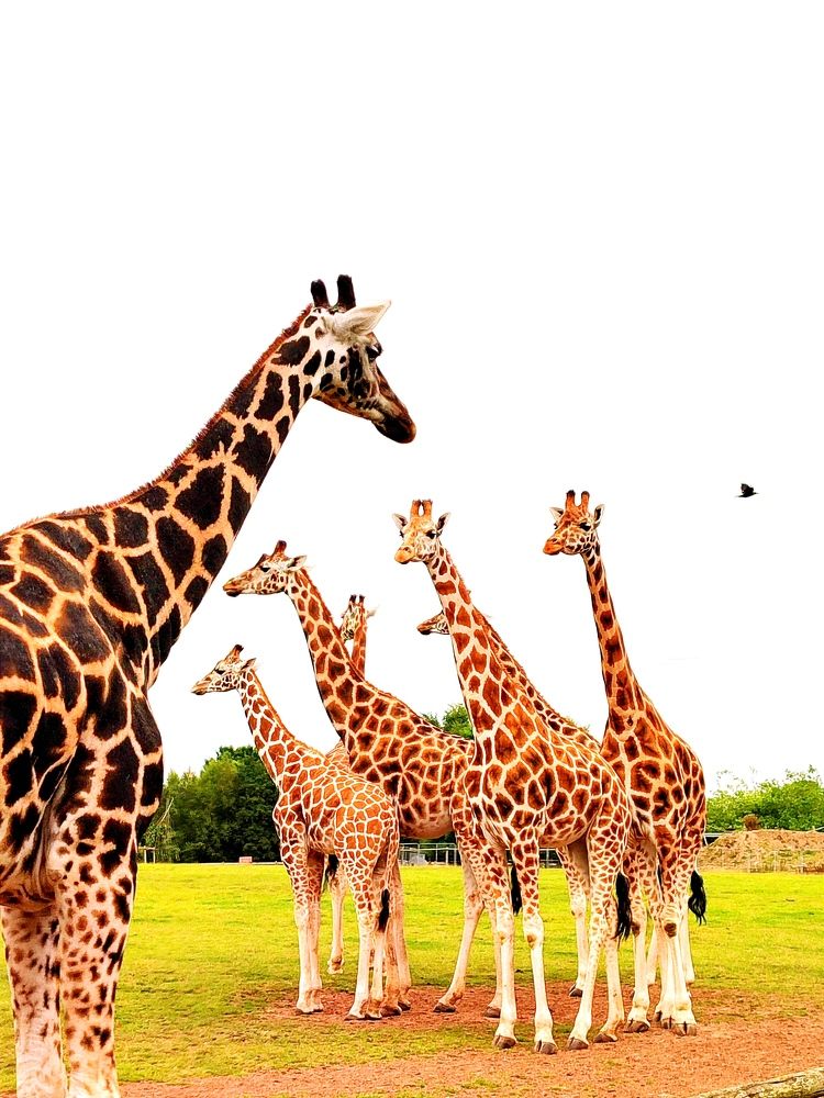 Photo #11015779