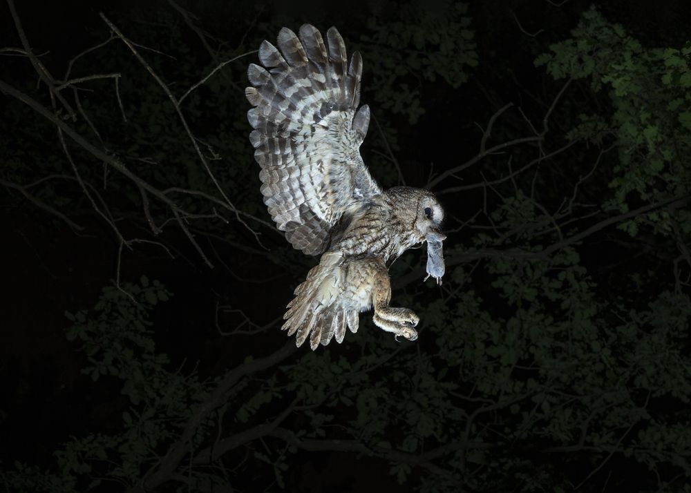 Tawny Owl on the Hunt