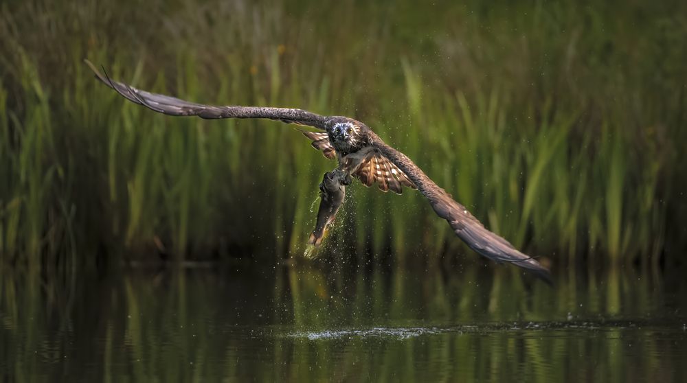 Fishing Osprey