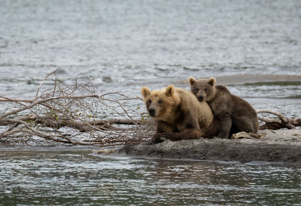 Медвежья охота. Камчатка.