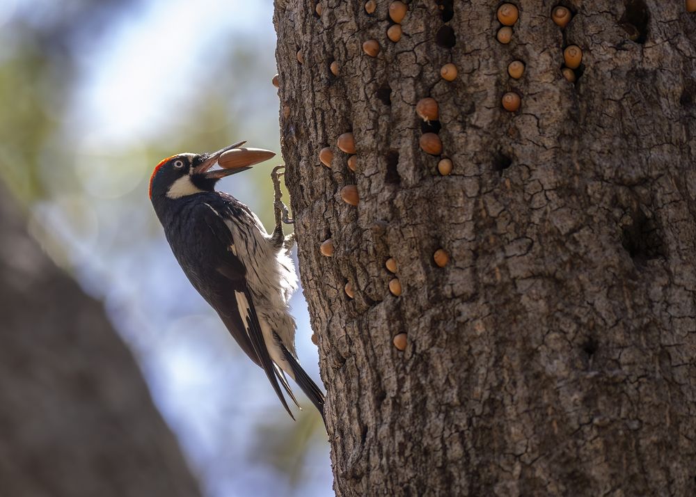A Peculiar Food Reserve