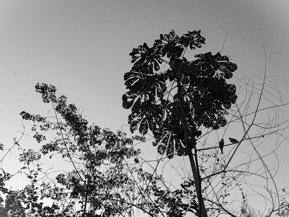 Nature in black and white