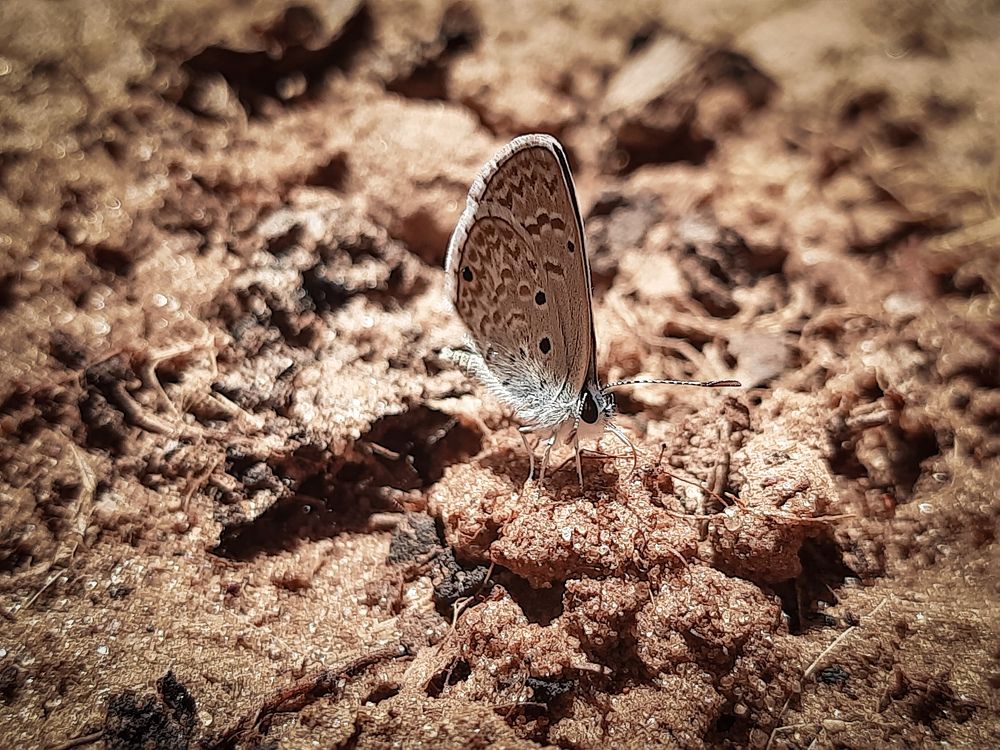 Hemiargus hanno (Stoll, 1790)