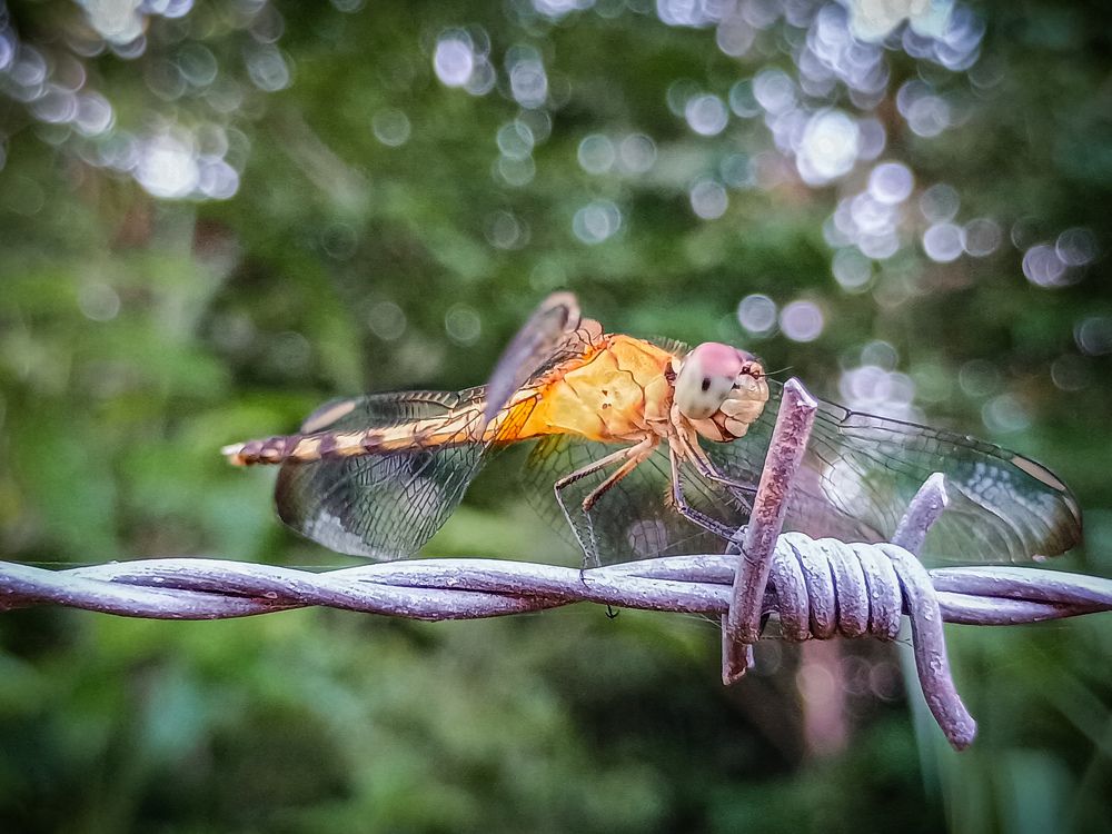 Erythrodiplax umbrata