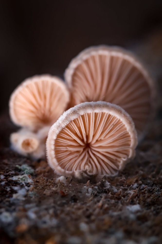 Photograph by Сергей Назаредский