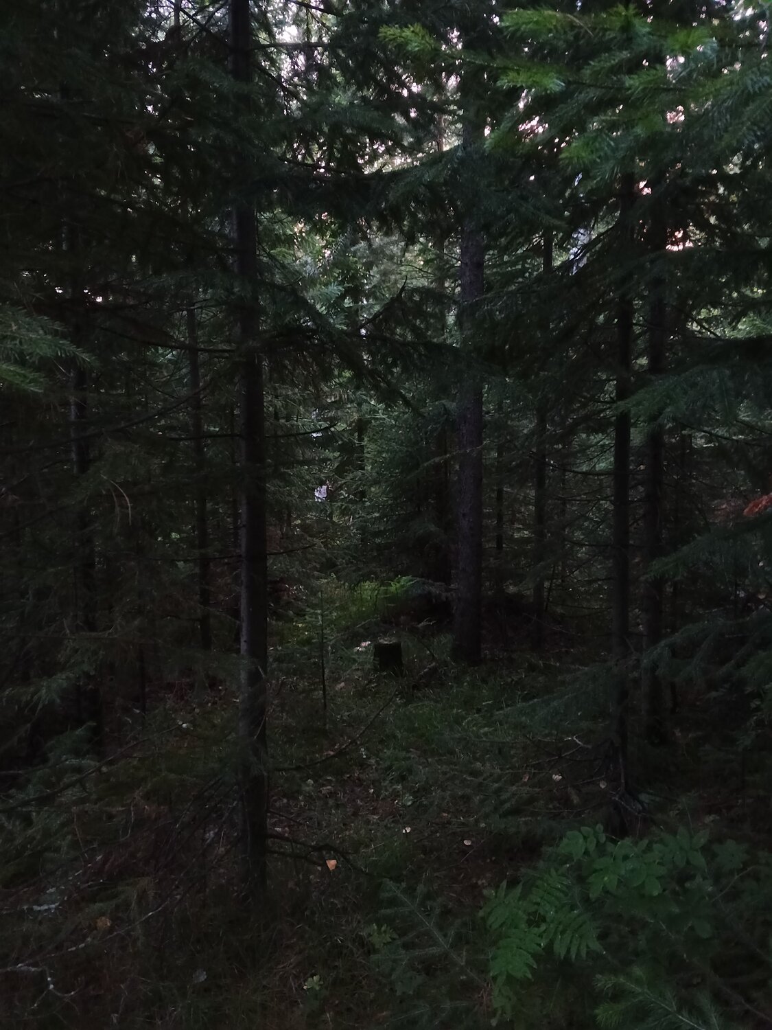 Photo #11016494