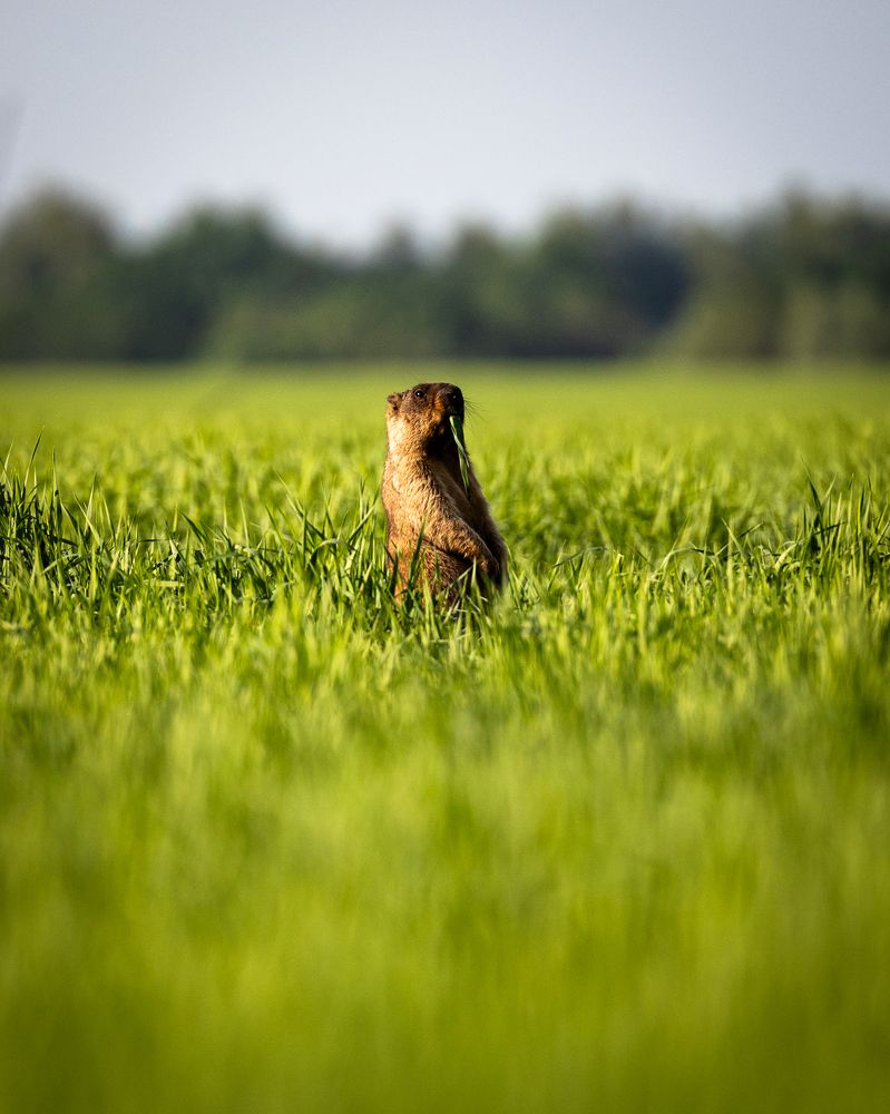 Photograph by Александр Купцов