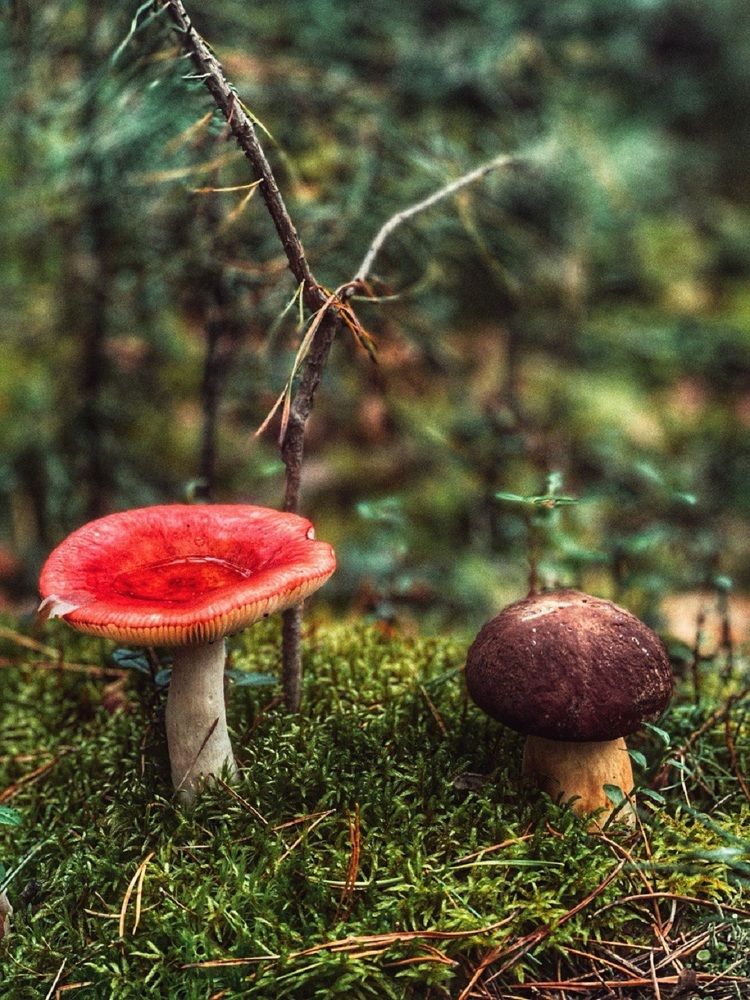 Фотография автора Анастасия Огурцова