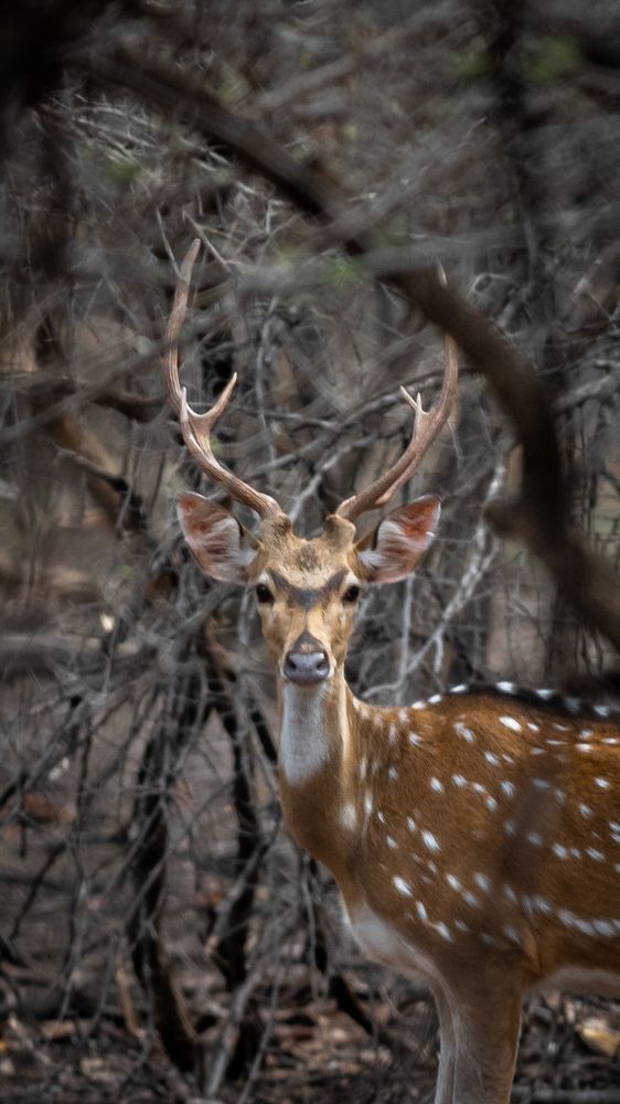 Фотография автора Aadi Saxena