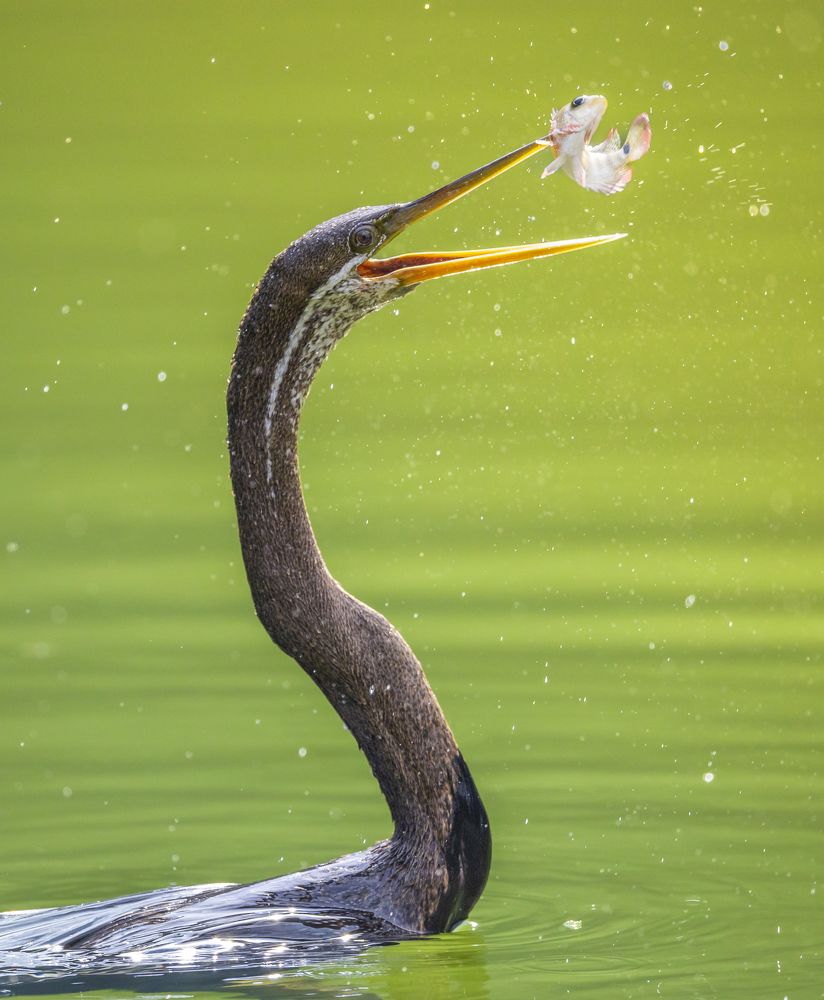 Oriental Darter Eating