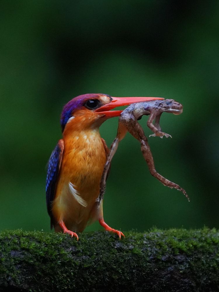 Photograph by ANEESH BHASKARAN