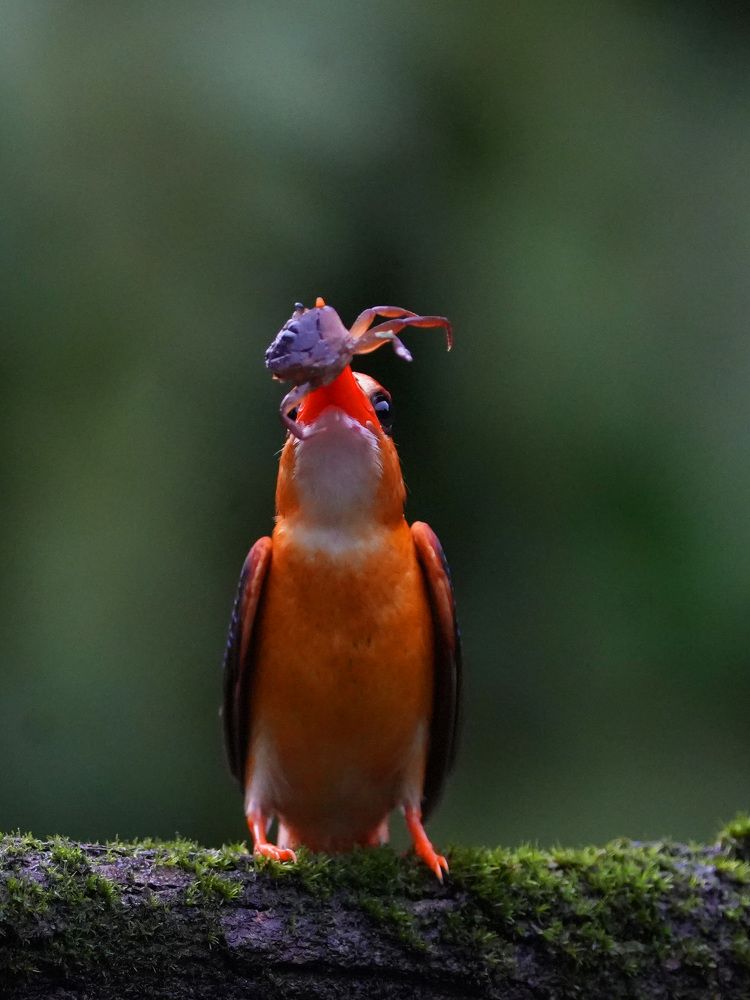 Photograph by ANEESH BHASKARAN