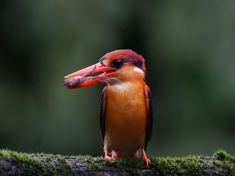 Photograph by ANEESH BHASKARAN