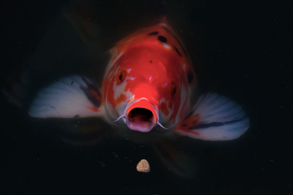 Photograph by Сергей Аверченко