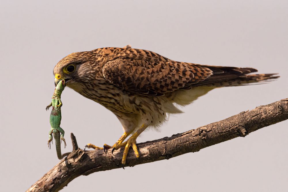 Photograph by Faller Tamás