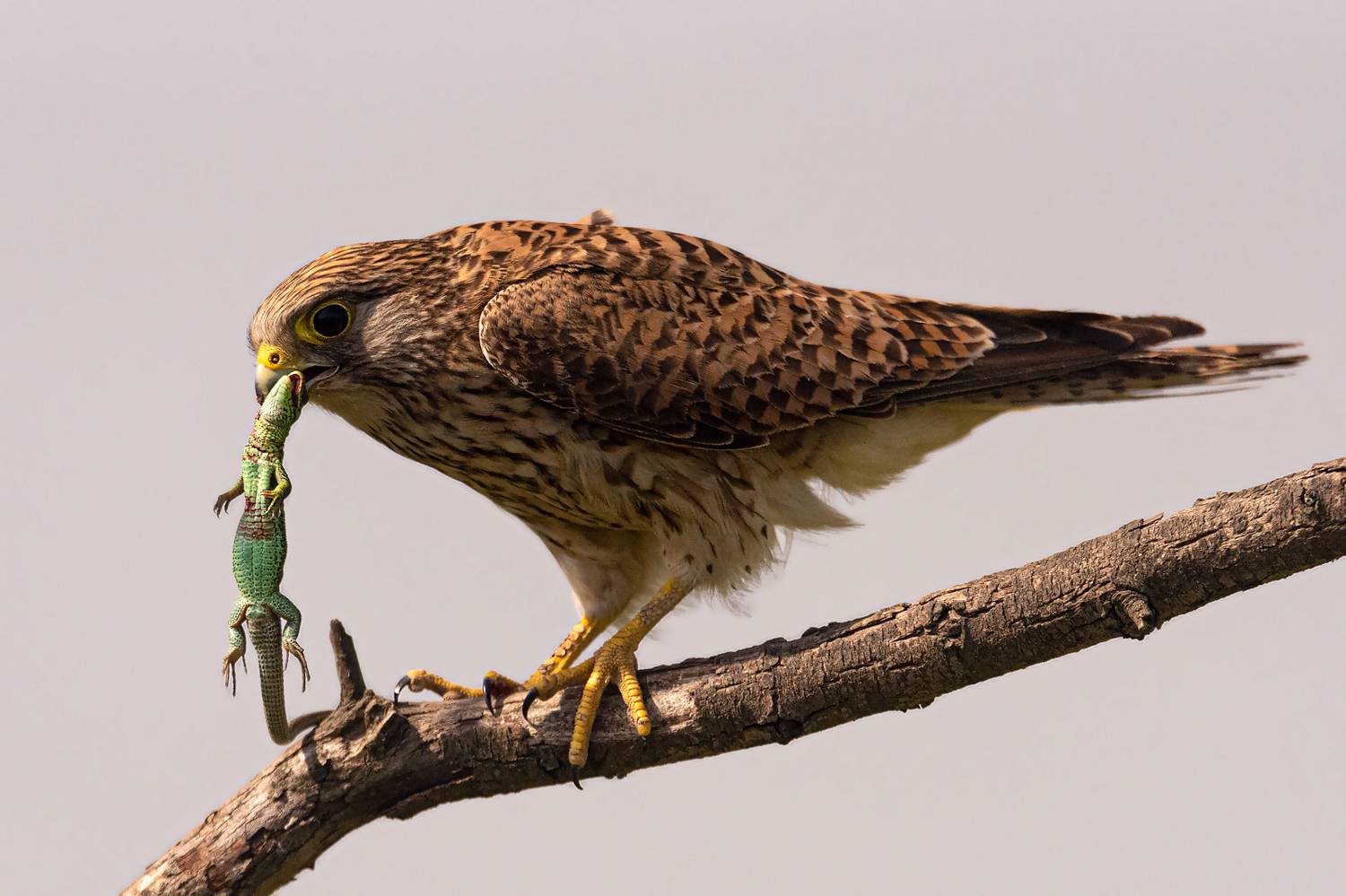 Фотография #11017566