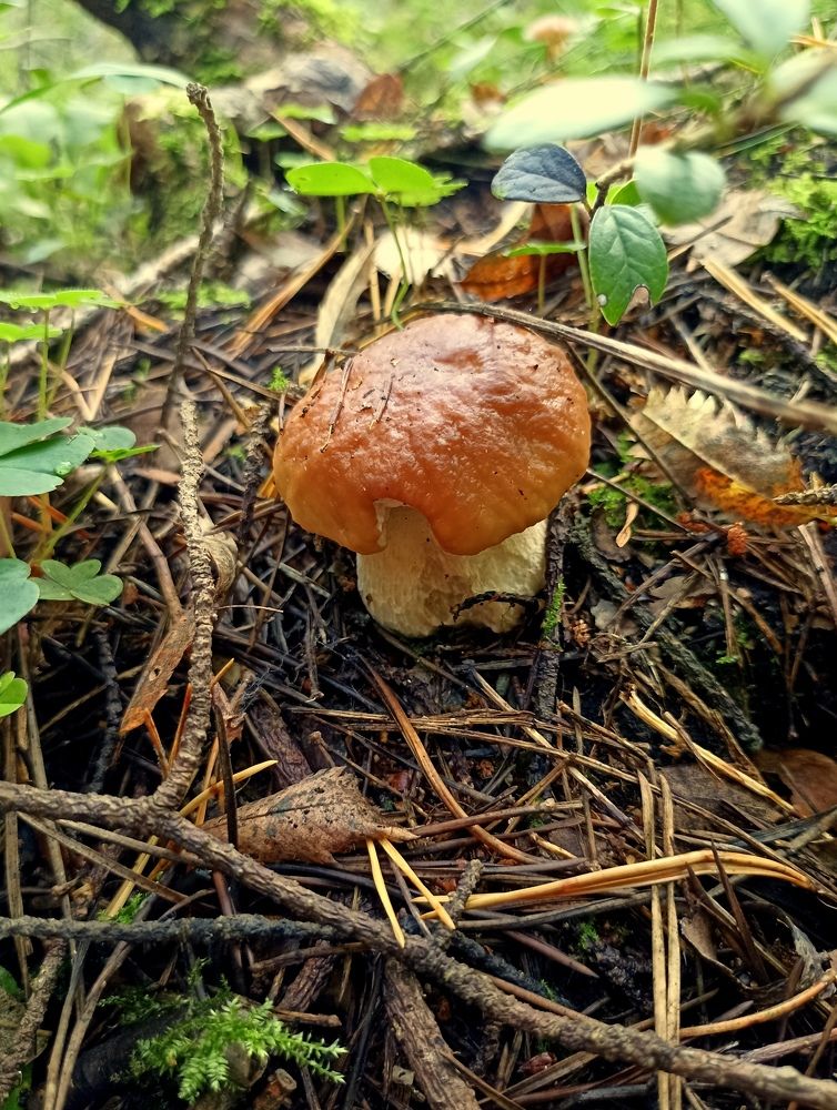 Photograph by Татьяна Смирнова