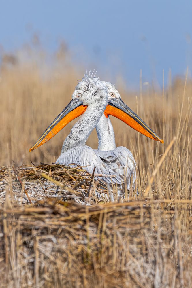 Photograph by Константин Шатилов