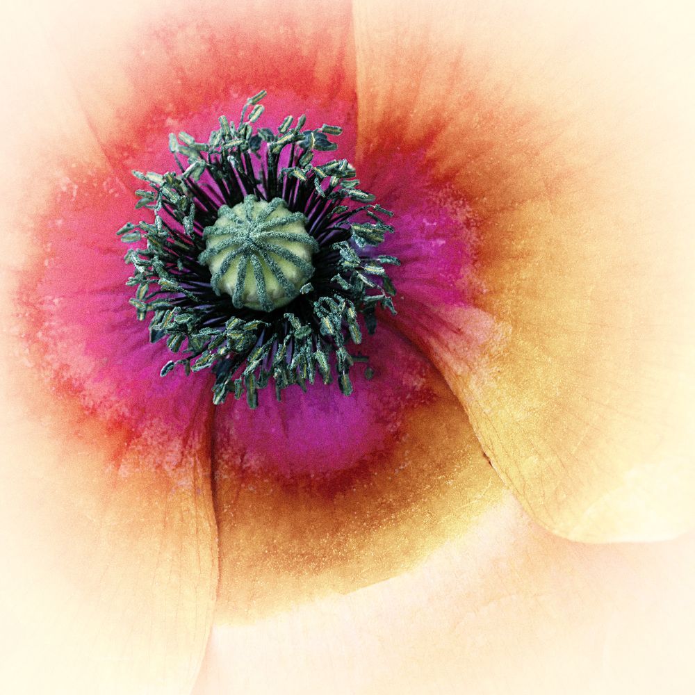 Photograph by Chris Fraikin